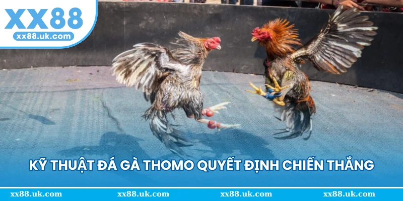 Kỹ thuật đá gà thomo quyết định chiến thắng